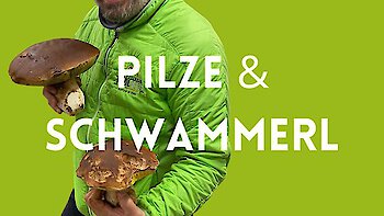 Auf was muß ich beim Pilze sammeln achten